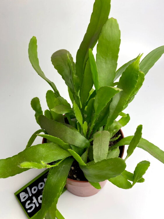 Рипсалис Ред Корал ⌀12 