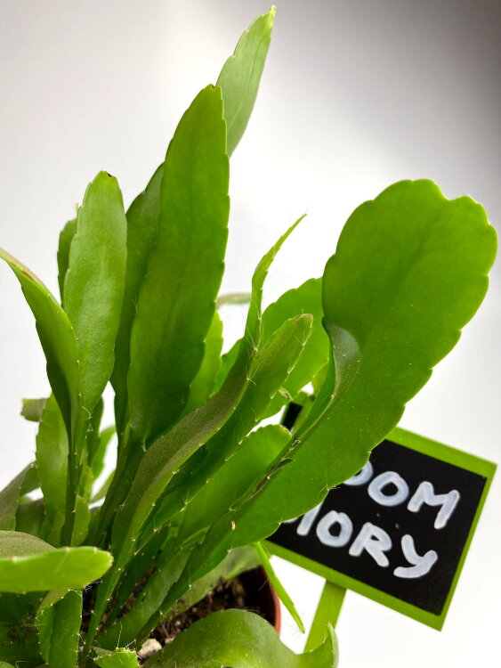 Рипсалис Ред Корал ⌀12 