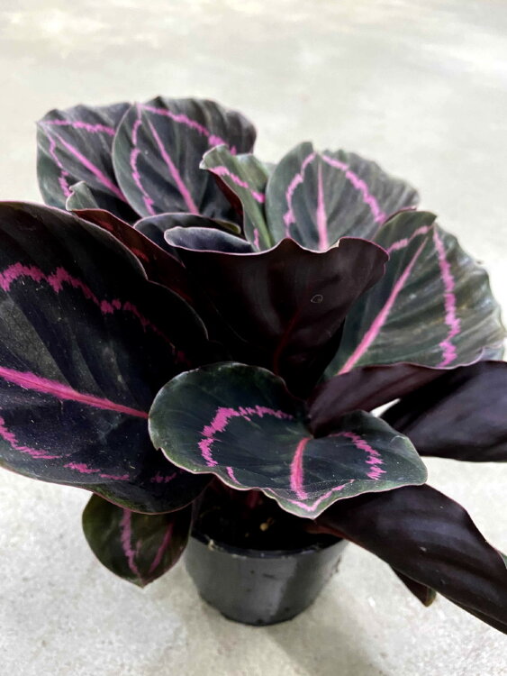 Калатея Розеопикта Дотти ⌀14 45 см 