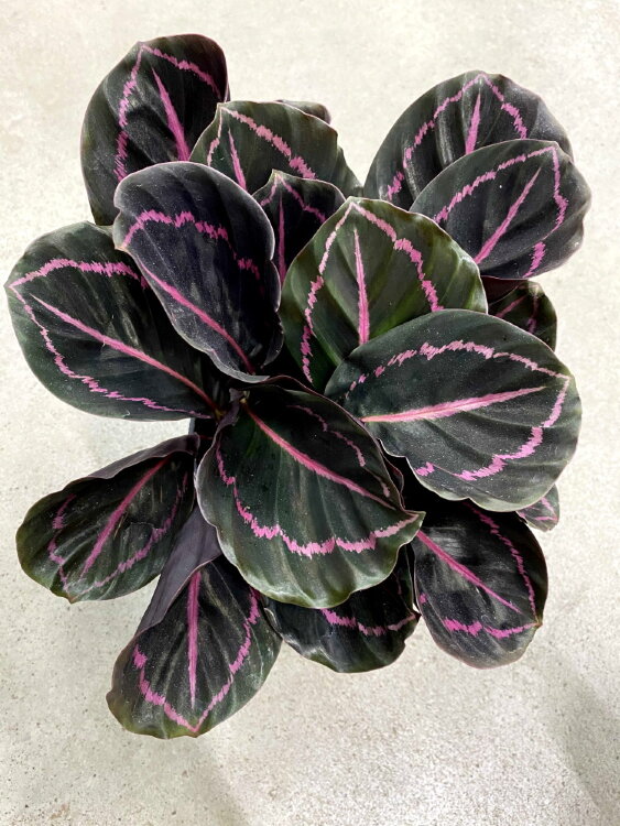 Калатея Розеопикта Дотти ⌀14 45 см 