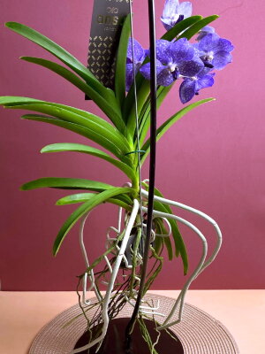 Орхидея Ванда на стойке