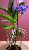 Орхидея Ванда на стойке 