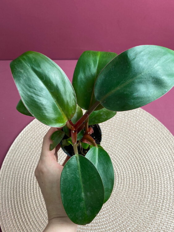 Филодендрон Конго ⌀6 