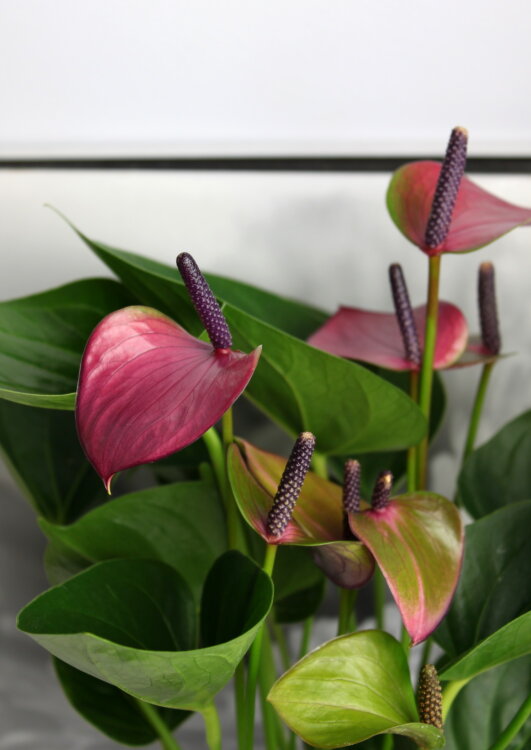 Антуриум Пьюр Пёрпл ⌀9 25 см 