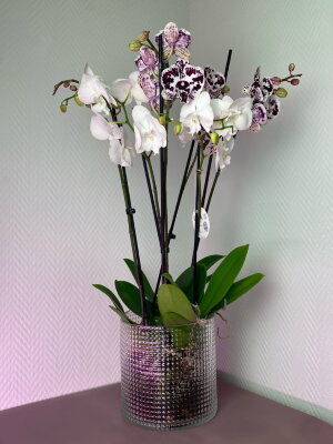 Композиция из орхидей в вазе Вена