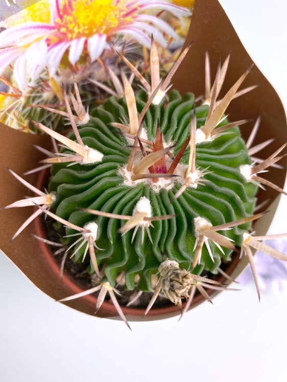 Эхинофоссулокактус ⌀7 