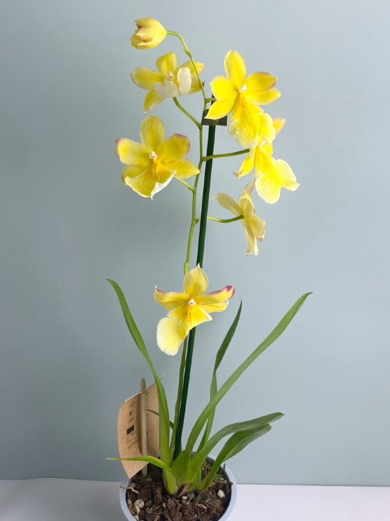 Мильтония Желтая 1 ст 