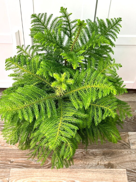 Араукария Гетерофилла ⌀24 90 см 