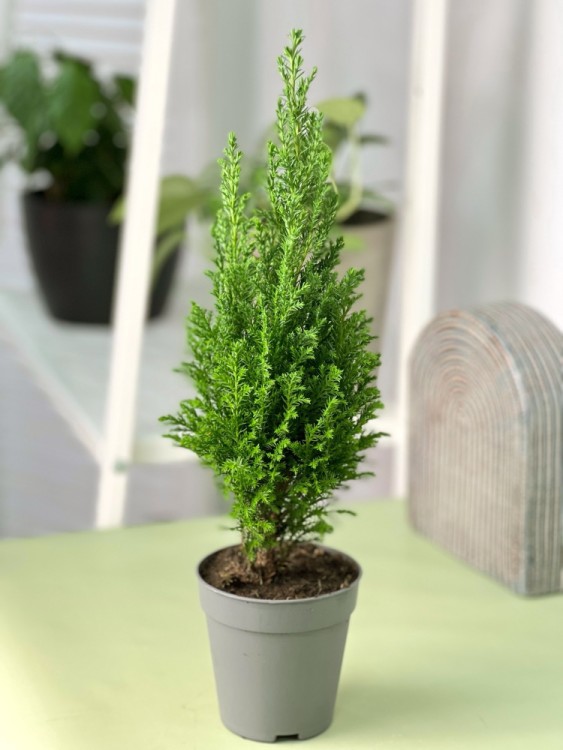 Кипарисовик Элвуди ⌀9 30 см 