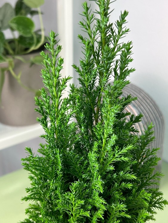 Кипарисовик Элвуди ⌀9 30 см 