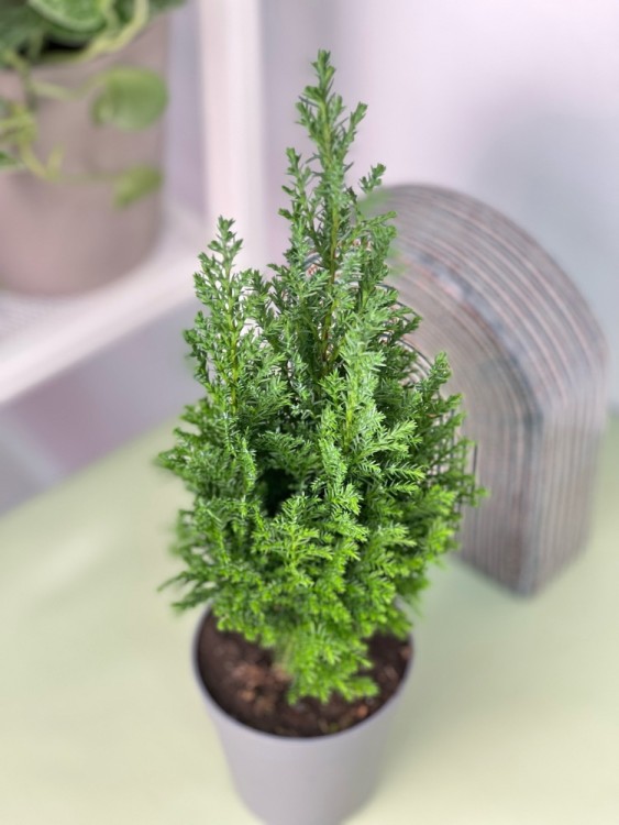 Кипарисовик Элвуди ⌀9 30 см 