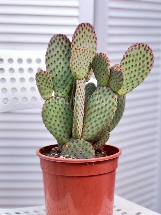 Опунция Микродазис Макрокаликс ⌀17 40 см 