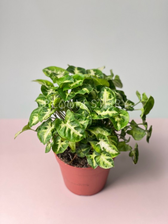 Сингониум Пикси ⌀12 25 см 