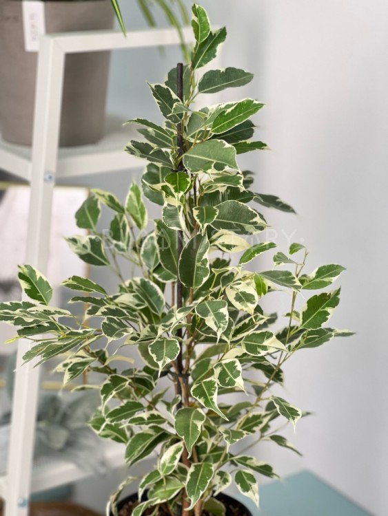 Фикус бенджамина Твайлайт ⌀14 55 см 