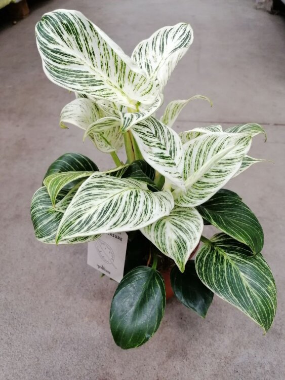 Филодендрон Биркин Вайт ⌀14 40 см  Филодендрон Биркин Вайт ⌀14 40 см