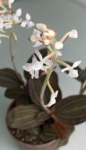Орхидея Лудизия драгоценная 