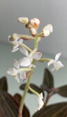 Орхидея Лудизия драгоценная 
