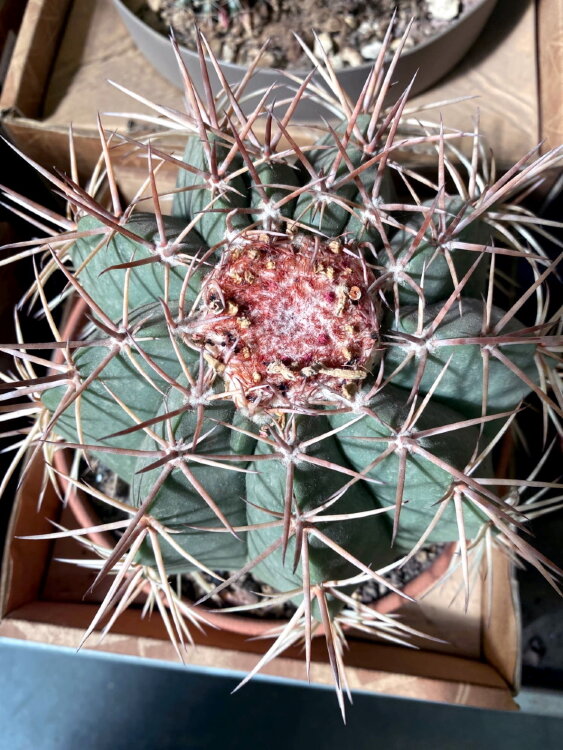 Мелокактус Байский ⌀17 