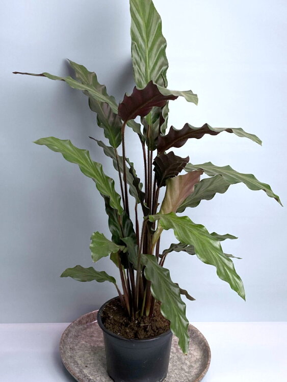 Калатея Руфибарба ⌀12 35 см 