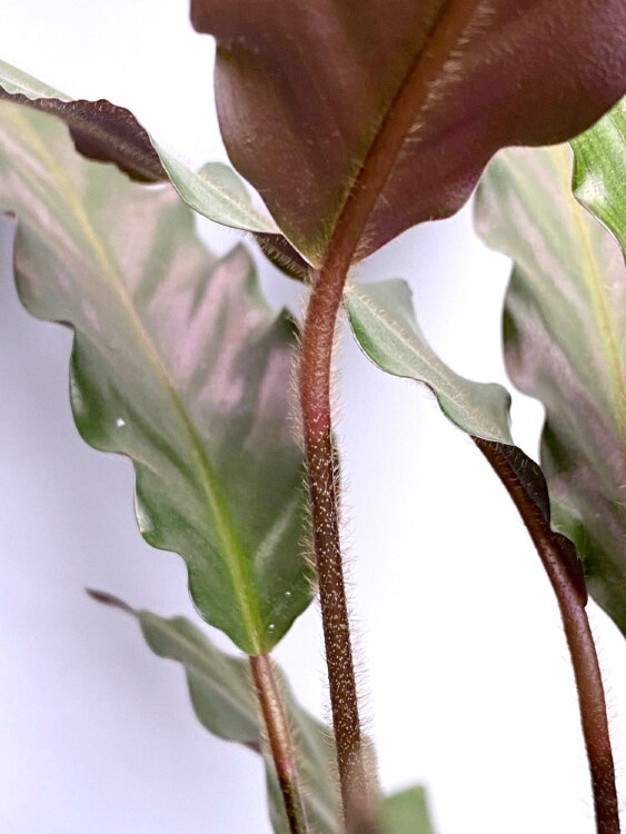 Калатея Руфибарба ⌀12 35 см 