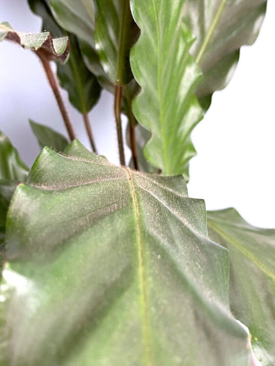 Калатея Руфибарба ⌀12 35 см 