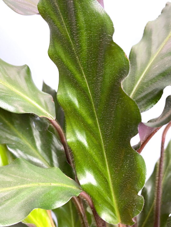 Калатея Руфибарба ⌀12 35 см 