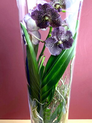 Орхидея Ванда тёмно-фиолетовая в стекле Лисан