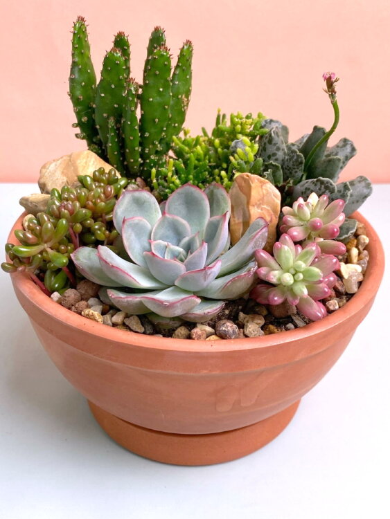 Композиция из суккулентов в терракоте 
