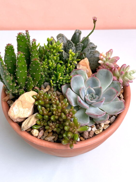 Композиция из суккулентов в терракоте 