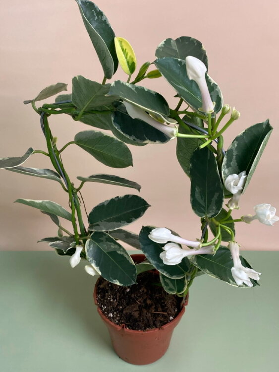 Стефанотис Альпин вариегатный ⌀12 35 см 