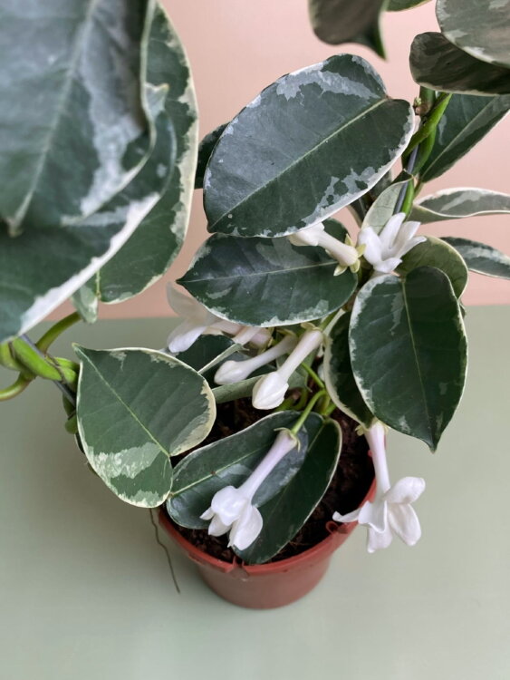 Стефанотис Альпин вариегатный ⌀12 35 см 