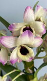 Орхидея Дендробиум Нобиле Момоко 2 ст 