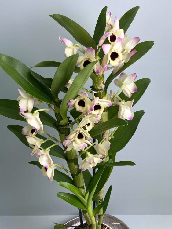 Орхидея Дендробиум Нобиле Момоко 2 ст 