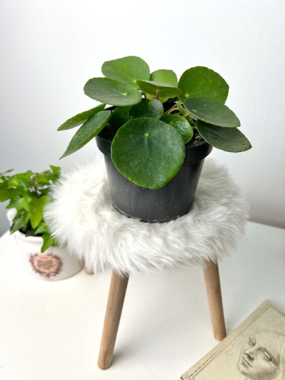 Пилея пеперомиевидная ⌀12 20 см 