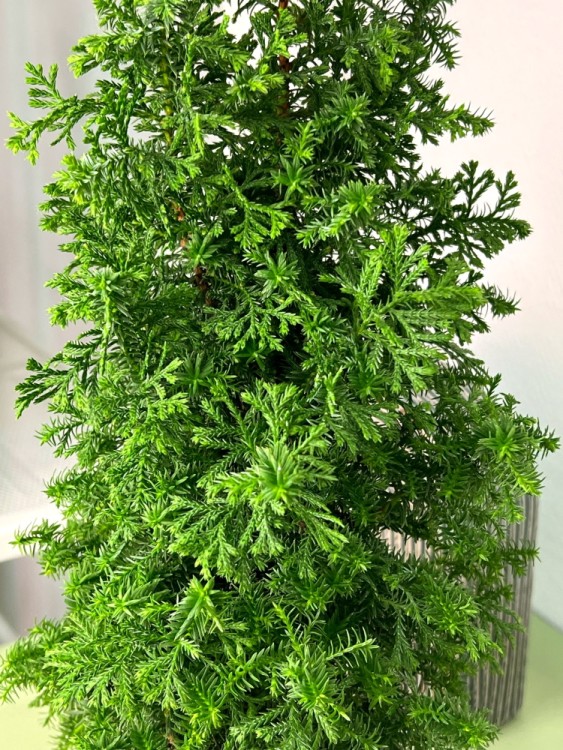 Кипарисовик Топ Пойнт ⌀13 40 см 