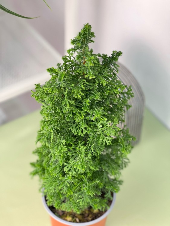 Кипарисовик Топ Пойнт ⌀13 40 см 