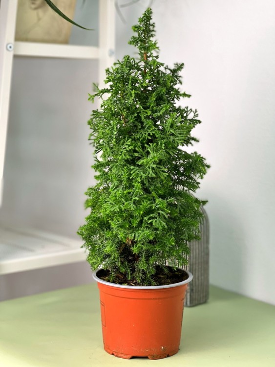 Кипарисовик Топ Пойнт ⌀13 40 см 