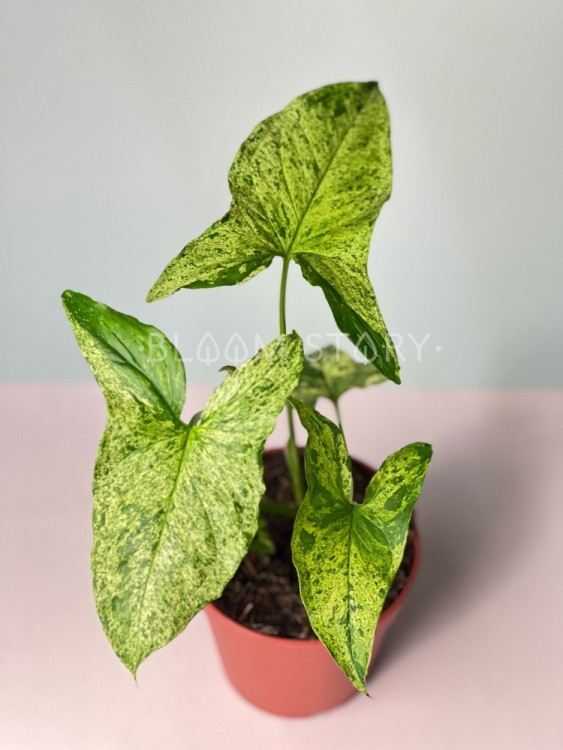 Сингониум Моттлед ⌀12 30 см 