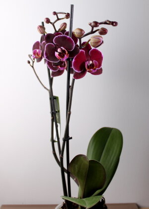 Орхидея Фаленопсис Элегант Дэбора ⌀12 60 см