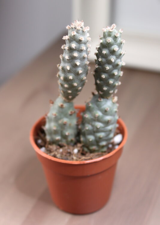 Тефрокактус Стробилиформис ⌀5 