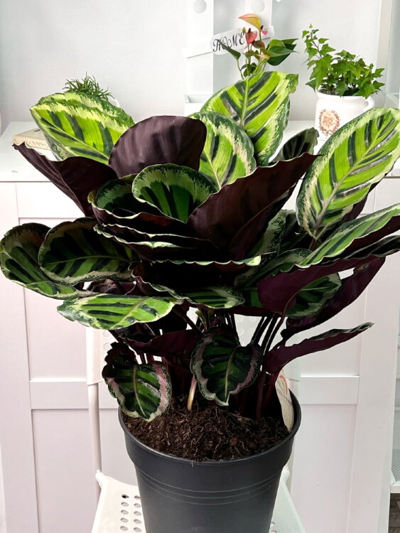 Калатея Розеопикта Анжела ⌀27 80 см 