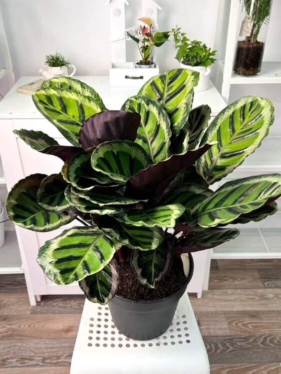 Калатея Розеопикта Анжела ⌀27 80 см 