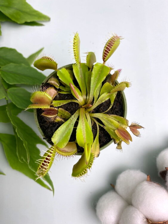 Мухоловка Дионея ⌀6 