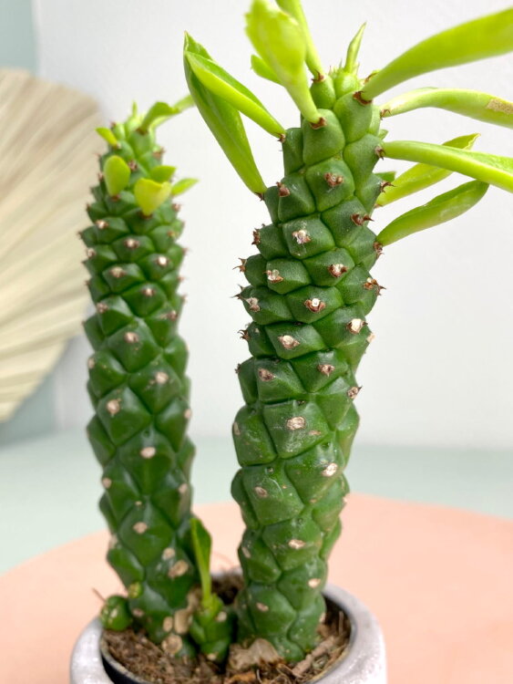 Монадениум  