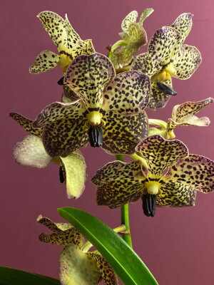 Орхидея Ванда жёлтая в шоколадный крап