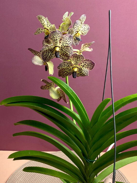 Орхидея Ванда жёлтая в шоколадный крап 