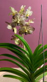 Орхидея Ванда жёлтая в шоколадный крап 