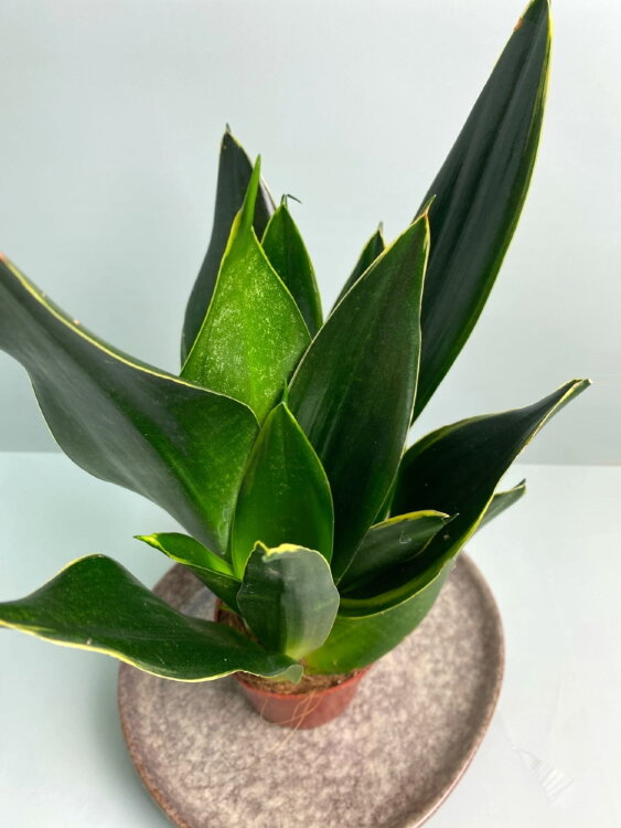 Сансевиерия Блэк Даймонд ⌀9 30 см  Сансевиерия Блэк Даймонд ⌀9 30 см