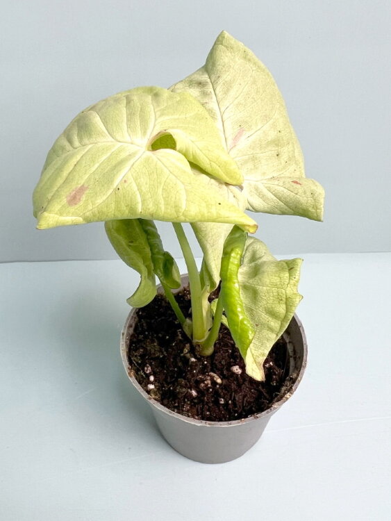 Сингониум Милк Конфетти ⌀6 15 см 