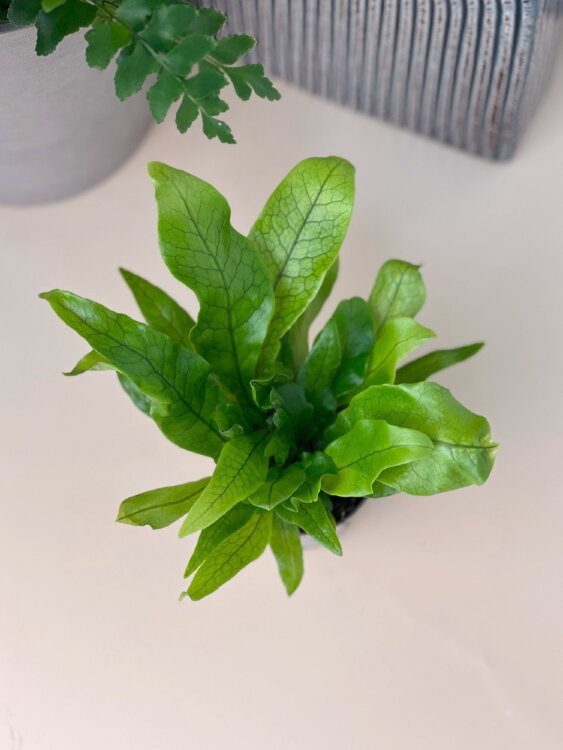 Микросорум Крокодил ⌀6 15 см 